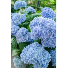 Hydrangea The Original Endless Summer